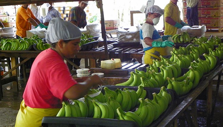 banane piantagioni