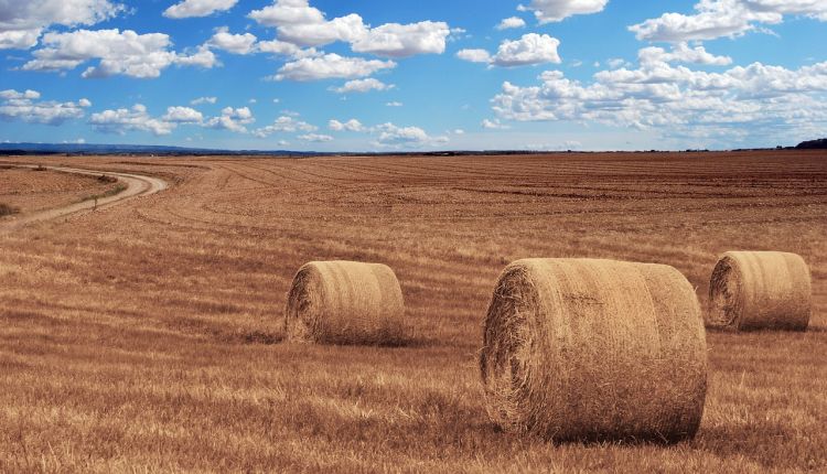 giornata mondiale dell'alimentazione 2019 tema