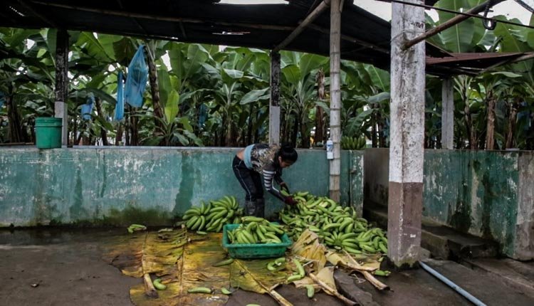 banane ecuador pesticidi