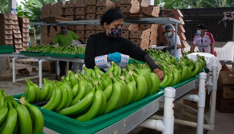 banane ecuador